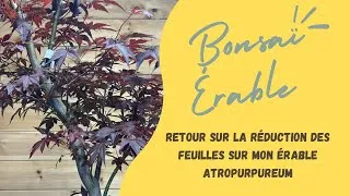 Miniature : Érable Atropurpureum retour sur la réduction des feuilles 🍁 