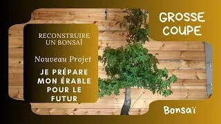 Miniature : Reconstruire son Bonsaï 🌳 définir mon nouveau projet 