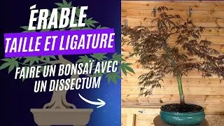 Miniature : ÉRABLE DISSECTUM 🌳 Taille et Ligatures pour en faire un BONSAÏ 