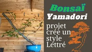 Miniature : BONSAÏ 🌳 Premier Travaux pour créer un Lettré sur un Feuillus 