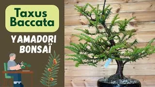 Miniature : YAMADORI TAXUS ( Prélevé il y’a 3 ans) 