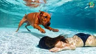 Miniature : Des animaux héros qui ont sauvé des vies humaines! | Heroic animals that saved human lives #2