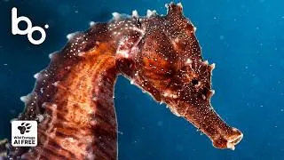 Miniature : Hippocampe et Poulpe : Les Parents les Plus Incroyables de l’Océan | BOREALES