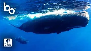 Miniature : Une mère cachalot face au vacarme des hommes 🐋 | Biodiversité Marine | Nature | BOREALES