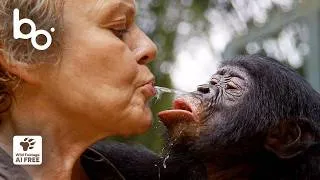 Miniature : Le retour au sauvage d’un bébé bonobo orphelin🐒 | Primates | Nature | Monde Sauvage | BOREALES