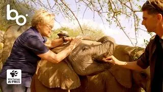 Miniature : Braconnage, orphelinat, liberté : ce bébé éléphant a tout perdu… sauf l’espoir | Nature | BOREALES