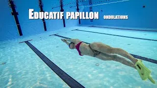 Miniature : technique éducatif papillon -  ondulations ventrales et costales