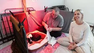 Miniature : Interview: Elle décide d'arrêter son métier de banquière pour devenir éleveuse de chiens