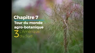 Miniature : 7.3 - Amérique du Sud - Tour agro-botanique