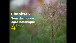 Miniature : 7.4 - Asie - Tour agro-botanique