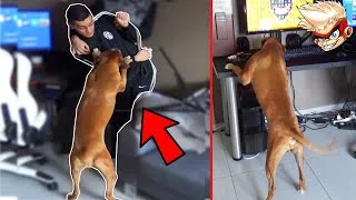 Miniature : PRANK JE VAIS CHEZ UNWIN AVEC MON CHIEN
