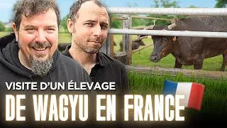 Miniature : On visite un élevage de Wagyu français