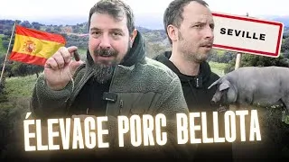 Miniature : Les meilleurs cochons du monde : où et comment sont-ils élevés ?