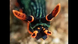 Miniature : Video of macro critters in Dauin - Philippines