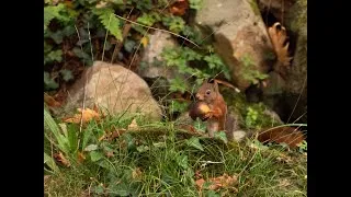 Miniature : Fenêtre sur un moment d'automne en France