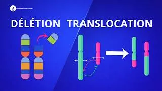 Miniature : Anomalies De Structure Des Chromosomes  Délétion Et Translocation