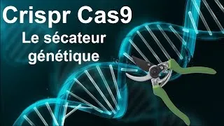 Miniature : CRISPR CAS9 - LE SÉCATEUR GÉNÉTIQUE