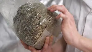 Miniature : Tuto Trichoderma Breizh Bell