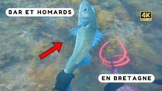 Miniature : Chasse sous marine :  HOMARDS et GROS BAR en eau trouble ! Bretagne sud