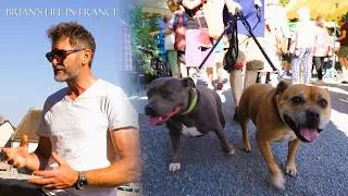 Miniature : Bothering dogs in French markets