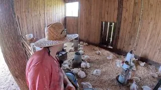 Miniature : Vlog Homestead : Cochons, Poulets et Pâturage