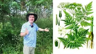 Miniature : Sumac & Anthrisque des Bois | Comestibles Sauvages !