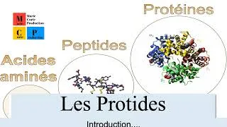 Miniature : Introduction sur la famille des Protides