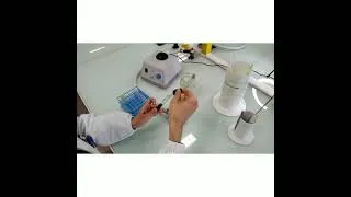 Miniature : Recherche de la Voie d'Attaque du Glucose par ensemencement d'un milieu Hugh et Leifson