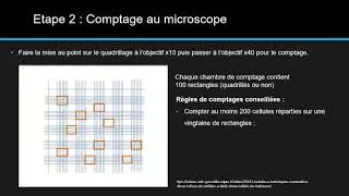 Miniature : Numération cellulaire