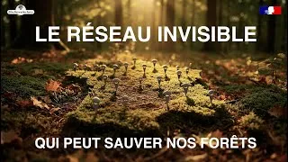 Miniature : 🍄 META-MYCO : L'aventure scientifique qui révèle les secrets cachés de nos forêts