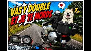 Miniature : JE CROISE UN CHIEN BIKER…🦴🦴