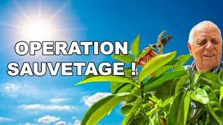 Miniature : CANICULE : ne laissez PAS mourir vos plantes ! (gestes qui sauvent)