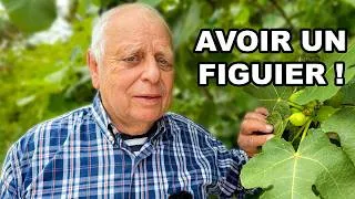 Miniature : Votre figuier perd ses fruits ? Voici la VRAIE raison !