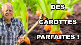 Miniature : Cette technique de semis change TOUT pour vos carottes 🥕