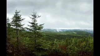 Miniature : Le rôle du Forestier en chef dans la gestion durable de la forêt du Québec