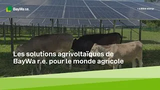 Miniature : Les solutions agrivoltaïques de BayWa r.e. pour le monde agricole