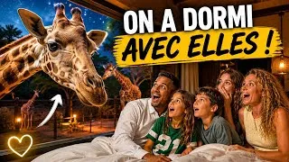 Miniature : On a DORMI AVEC ELLES  / 24H avec les girafes 🦒 / lodge Zoo de la Flèche 