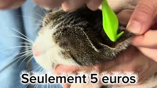 Miniature : Comment enlever une tique sur un chat 🐱 | Tuto simple et efficace avec pince à tique
