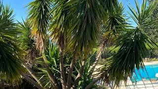 Miniature : Bouture de yucca : la méthode simple pour réussir à coup sûr