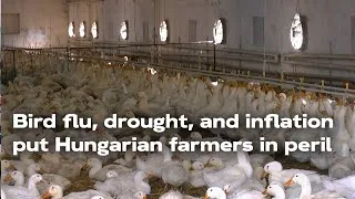 Miniature : Hungary: "The price of duck production is 10 times higher than electricity inflation"