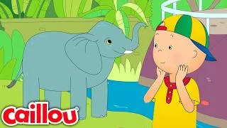 Miniature : Caillou au zoo | Dessins animés pour enfants | Caillou en Français