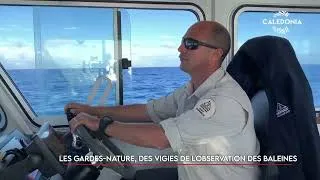 Miniature : Les gardes-nature, des vigies de l'observation des baleines