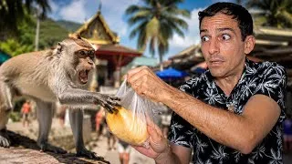 Miniature : Ce singe 🐒 a appris à vivre avec nous… et sa pose problème