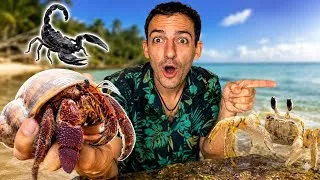 Miniature : Sur cette île… les Bernard-l’ermite 🦀 sont partout