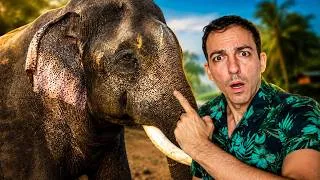 Miniature : La vérité sur les 🐘 éléphants va vous surprendre