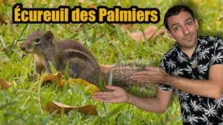 Miniature : Tu n’as probablement jamais vu cet 🐿️ écureuil