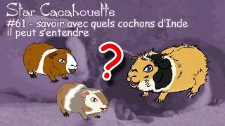 Miniature : StarCacahouette #61 Savoir avec quel cochon d'Inde peut s'intégrer avec le vôtre
