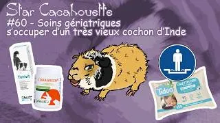 Miniature : StarCacahouette #60 les soins gériatriques : s'occupe d'un très vieux cochon d'Inde