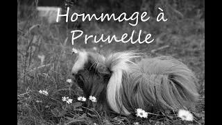 Miniature : Hommage à Prunelle, mon adorable puce