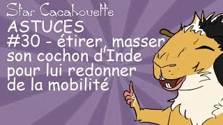 Miniature : StarCacahouette Astuce#30 masser et étirer son cochon d'Inde pour lui rendre de la souplesse